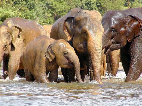 elephant-calves