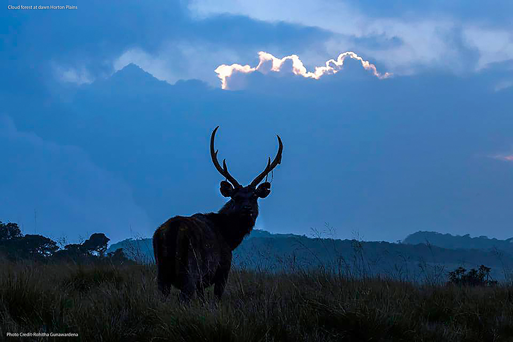 Cloud forest at dawn Horton Plains Photo Creadit Rohitha Gunawardena