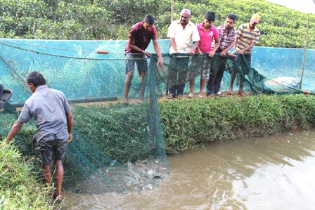 badulla- fish 2