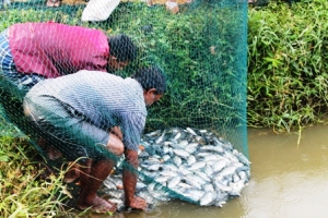 badulla- fish 3