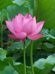 lotus