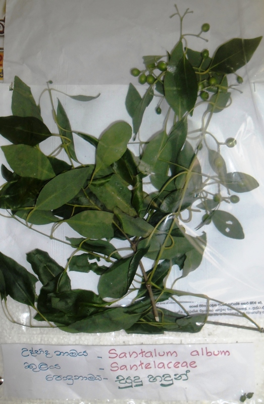 polon suduhadun1