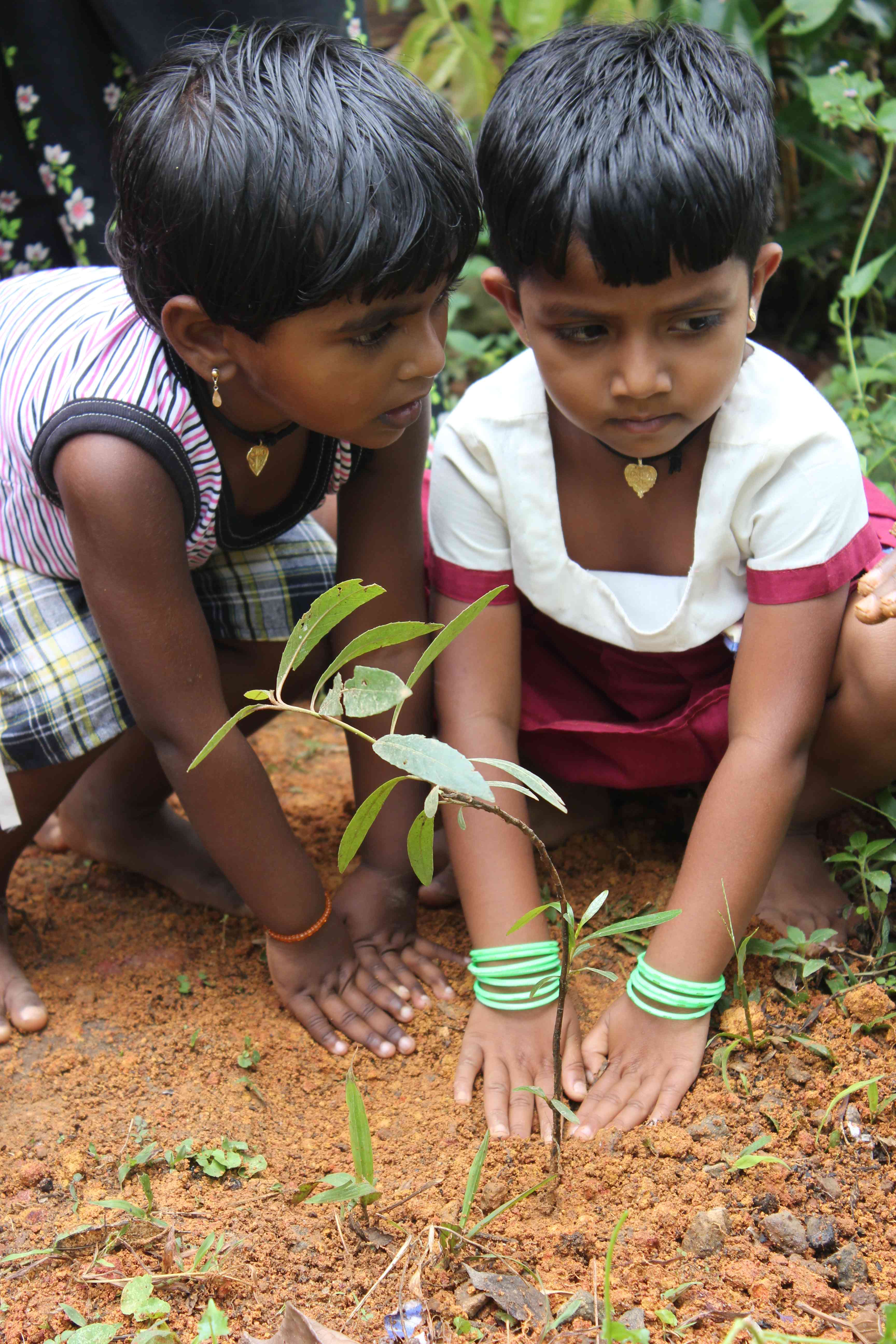 planting