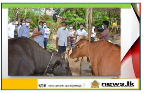 ගව වෛරස් රෝගයට ලක්වූ ගව ගාල් පශු සම්පත් ඇමතිගේ නිරීක්ෂණයට