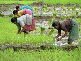 තිසා වැව, නුවර වැව ව්‍යාපාරවල මහ කන්නයේ වගා කටයුතු ආරම්භ කිරීමට පියවර