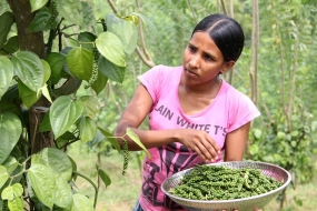 බුබුළු ගම්මිරිස් මිලදී ගන්න එපා - අපනයන කෘෂිර්ම අධ්‍යක්ෂ ජනරාල්