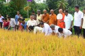 &quot;වස විසෙන් තොර කෘෂිකාර්මික වැඩසටහන” කළුතර දිස්ත්‍රික්කයේ වගා කළ &quot;රන් අස්වනු නෙළීමේ උත්සවය”