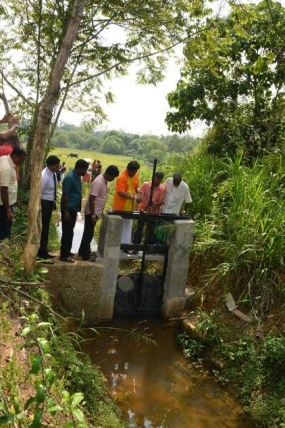 ඇල්පිටියේ පුරන් කුඹුරු අක්කර 200ක් යළි වගාවට