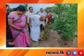 නව දෙළුම් ප්‍රභේද දෙකක් හඳුන්වා දෙයි