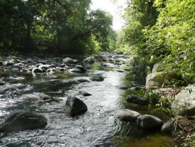 වන සුරැකුම් කමිටු ස්ථාපිත කිරීමේ වැඩමුළුව ජූනි 01