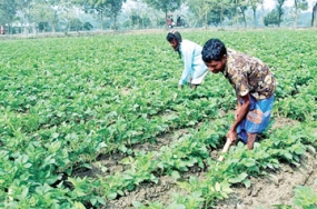 නුවරඑළිය දිස්ත්‍රික්කයේ අල ගොවීන් වෙනුවෙන් යෝජිත ශීත ගබඩාව කඩිනමින්