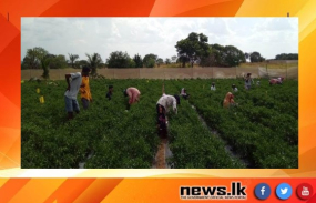 කෘෂිකර්ම නව්‍යකරණ ව්‍යාපෘතියේ පුලියන්කුලම මිරිස් වගාව