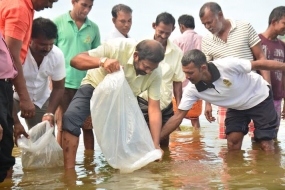 ඉඟිනියාගල ජලාශයට මත්ස්‍ය පැටවුන් ලක්ෂ පහක් මුදා හැරේ...