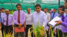 දේශීය වී ප්‍රභේද ගොවීන් අතර ප්‍රචලිත කළ යුතුයි- අමාත්‍ය පී.හැරිසන්