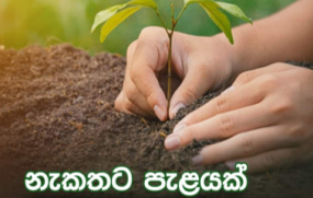 ”නැකතට පැළයක්” – ජාතික රැක් රෝපණ වැඩසටහන