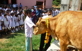 පොලොන්නරුව පාසලකින් ගවයන් දෙදෙනෙකුට අභයදානය