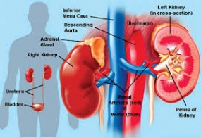 රජරට වකුගඩු රෝගයට දේශීය වෛද්‍ය ප්‍රතිකාර