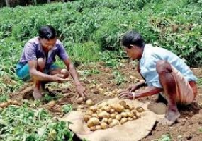 ආනයනික අර්තාපල් කිලෝවක් සඳහා බදු පැනවීමෙන් දේශීය අර්තාපල් ගොවියාට ඉහළම ආදායමක්