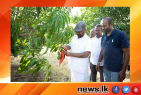 අධි ඝනත්ව වගා (UHDP -Ultra High Density Plantation ) කෘෂි තාක්ෂණය පළමු වරට මෙරට වගාවට