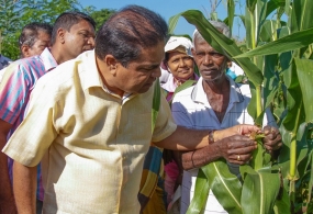 සේනා දළඹු මර්දනයට කෘමිනාශක මිලදී ගැනීම සඳහා ගොවීන්ට 50% ක සහනාධාරයක් -අමාත්‍ය පී.හැරිසන්