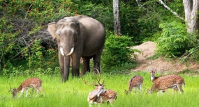 රක්ෂිත ප්‍රදේශවල වාසස්ථාන සුපෝෂණ ව්‍යාපෘති සඳහා මිලියන 53.69ක්