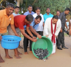 මුහුදු කැස්බෑ පැටවුන් ජනපති අතින් මුහුදට මුදා හැරේ