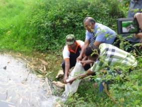 මාඋස්සා කැලේ ජලාශයට මිරිදිය ඉස්සන් 110,000ක්