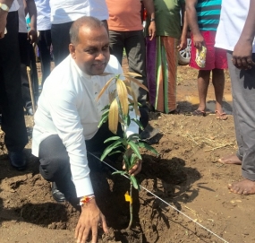 ශ්‍රි ලංකාවේ ප්‍රථම අඹ වගා සංවර්ධන කලාපය දඹුල්ල, වෑවල හුබස්ගමුවේදී ස්ථාපිත කෙරේ