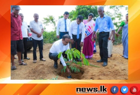 ගාල්ල වලහන්දූව වතුයායේ අක්කර 100 ක නව වගා ඇරඹේ