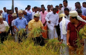 යල කන්නයේ වී අස්වනු නෙලීමේ මංගල්‍යය මඩකලපුවෙන් ඇරඹේ