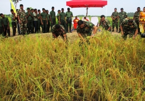 කන්දකාඩු යුද හමුදා ගොවිපලේ ප්‍රථම රන් අස්වනු නෙලීම