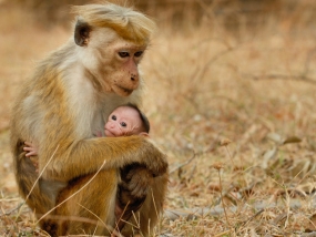 ශ්‍රී ලාංකික චිත්‍රපටයකට ඩොලර් මිලියන 14.3ක ප්‍රවේශපත් අළෙවියක්