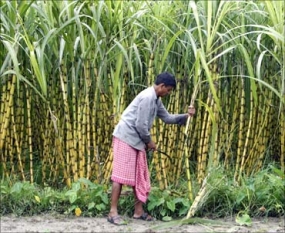 බදුල්ලේ නව උක් ව්‍යාපෘති පිළිබඳව රාජ්‍ය නිලධාරින් දැනුවත් කිරීමක්