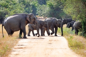 මාතලේ  වන අලි ගැටළුවලට කඩිනමින් විසඳුම්