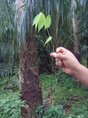 කෑගල්ලට අලුතින් රබර් පැළ ලක්ෂ 8ක්