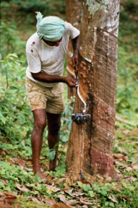 රබර් කිරි කැපුම් ශිල්පීන්ට වෘත්තීය මට්ටමේ පුහුණුවක්