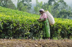 කළුතර දිස්ත‍්‍රික්කයේ තේ ඵලදාව ඉහළ නැංවීමේ වැඩ සටහනක්