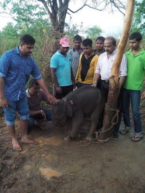 අලි ජාවාරමක් අනාවරණය කර ගනී