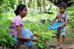 සරුසාර ගෙවත්තක් - පැල කට්ටල ලක්ෂයක් බෙදාදීමේ වැඩ පිළිවෙළ හෙට ඇරඹෙයි