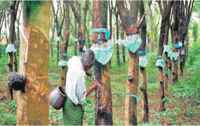 රබර් පාලන පනත සංශෝධනය කිරීමට කැබිනට් අනුමැතිය