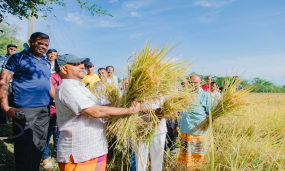 කීරි සම්බා වගාව 2024 මහ කන්නයේ දී දිවයින පුරා ව්‍යාප්ත කෙරේ