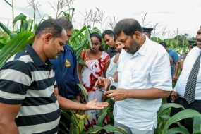 &#039;&#039;සේනා දළඹු&#039;&#039; ආක්‍රමණය ගැන සොයන්න ප්‍රාථමික කර්මාන්ත ඇමති අම්පාර ප්‍රදේශයේ නිරීක්ෂණයක